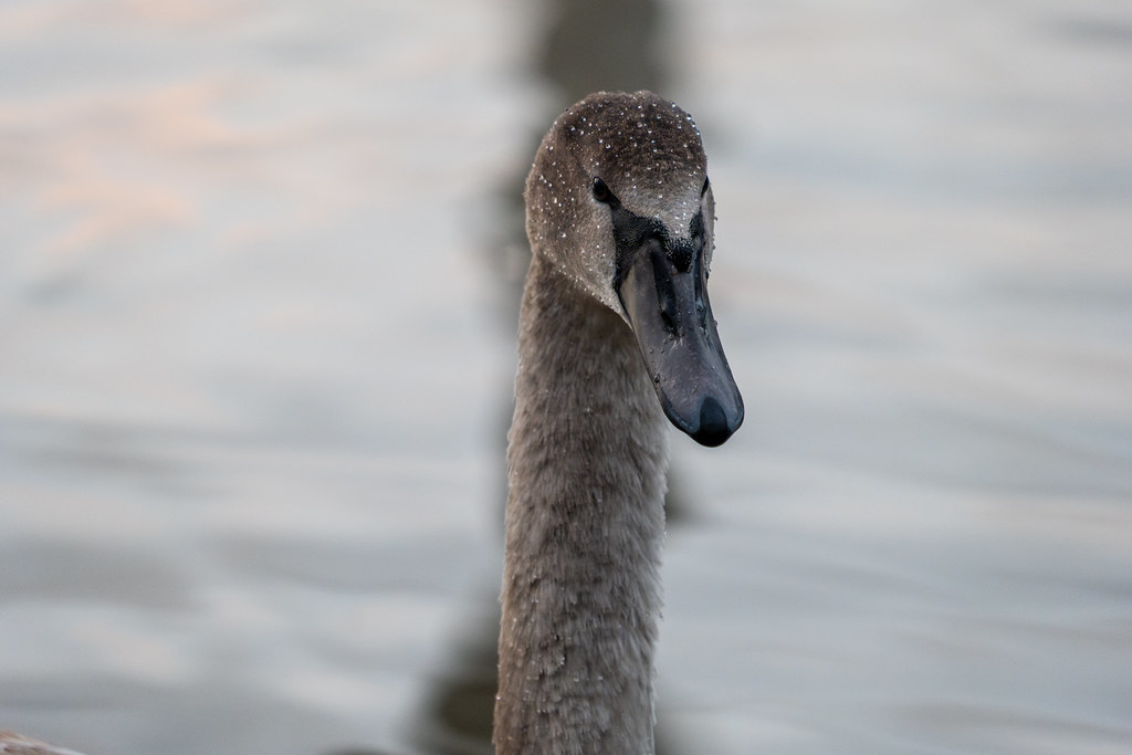 20251026 - Remich Morning Swan - P1010943