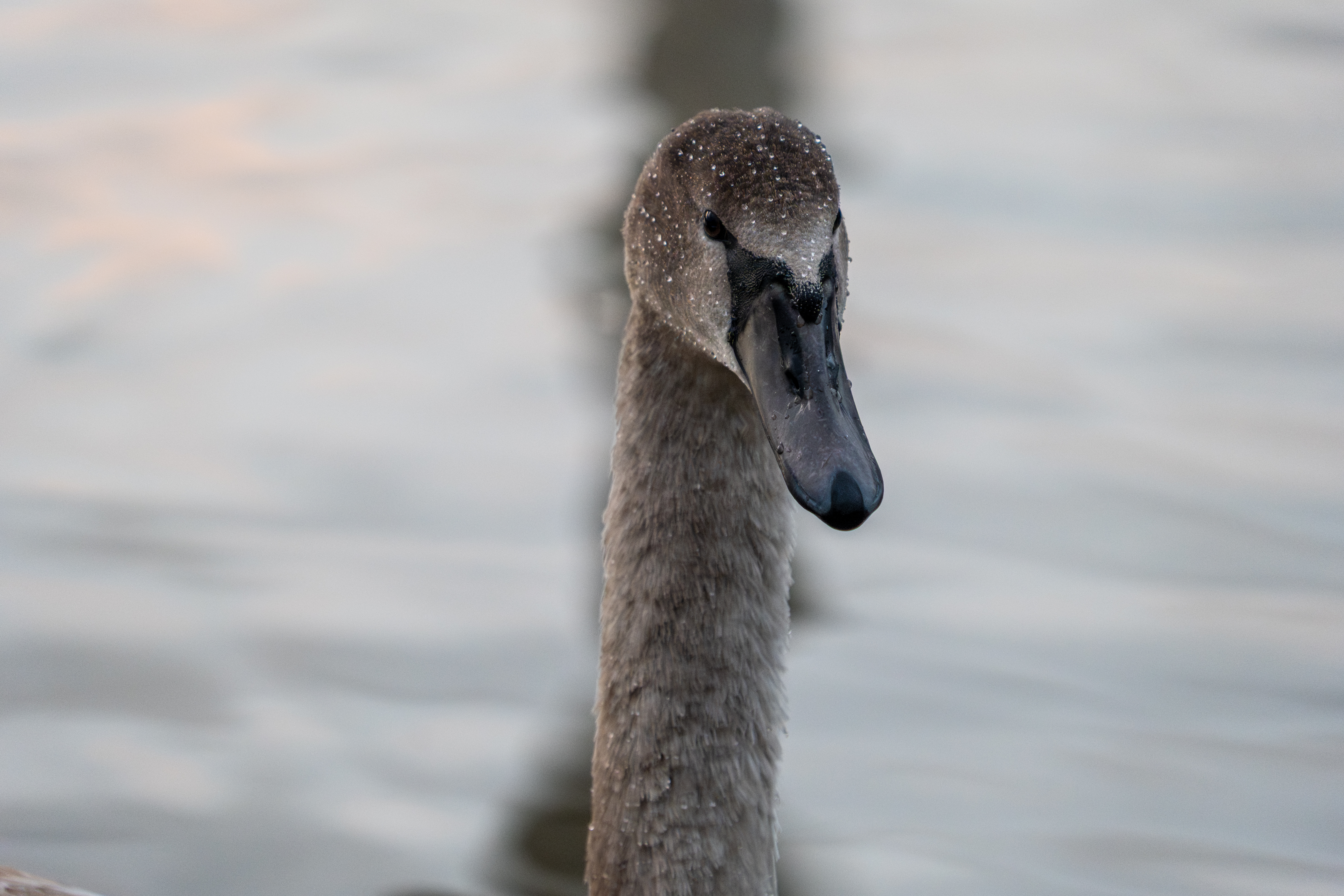 20251026 - Remich Morning Swan - P1010943