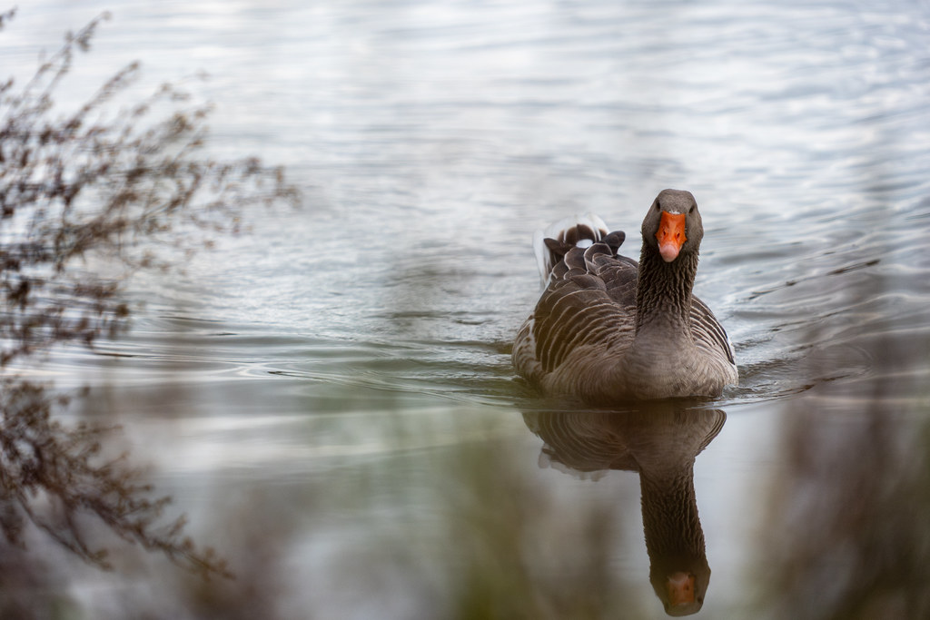 20251102 - Morning Birds - P1056121