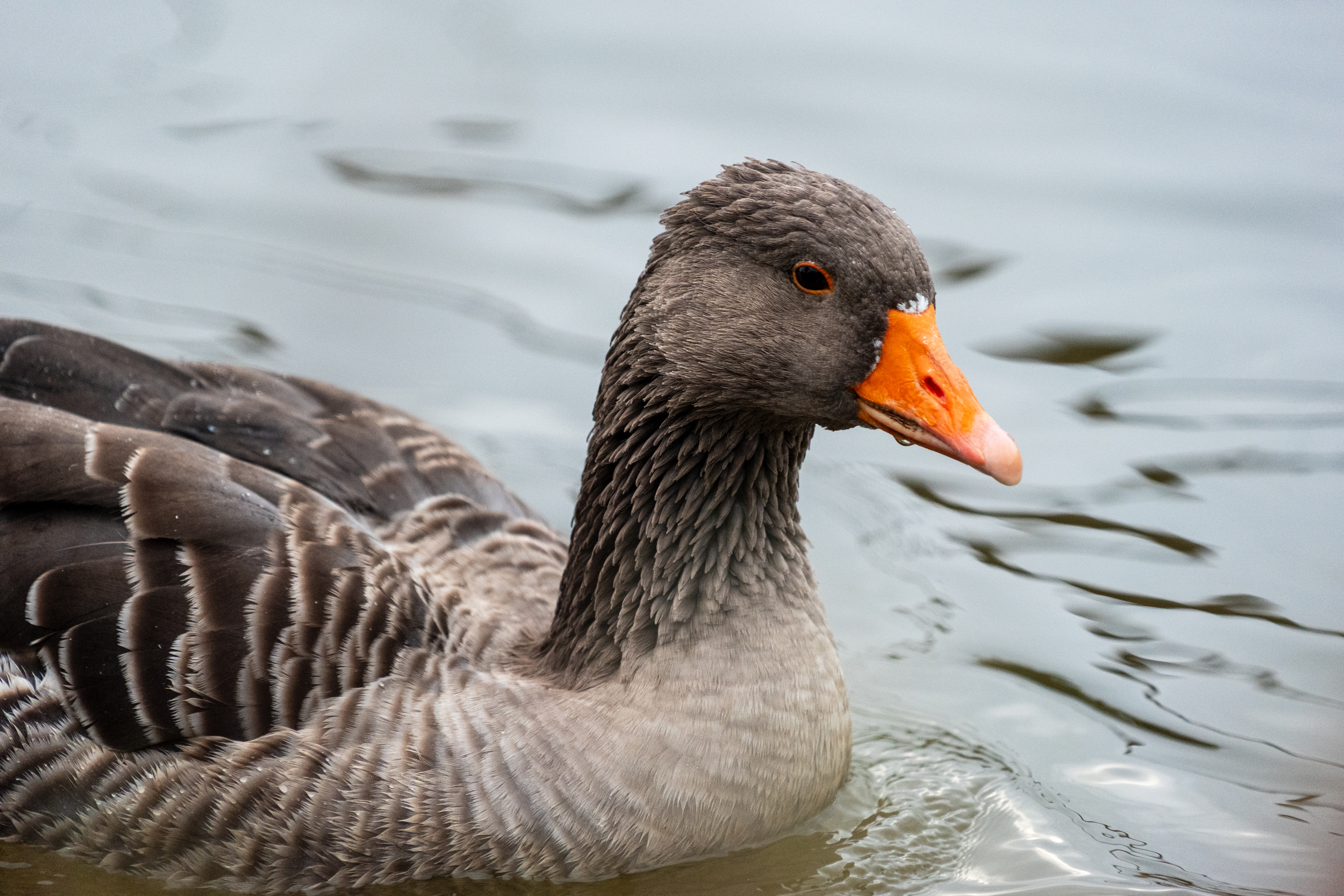20251102 - Morning Birds - P1056070