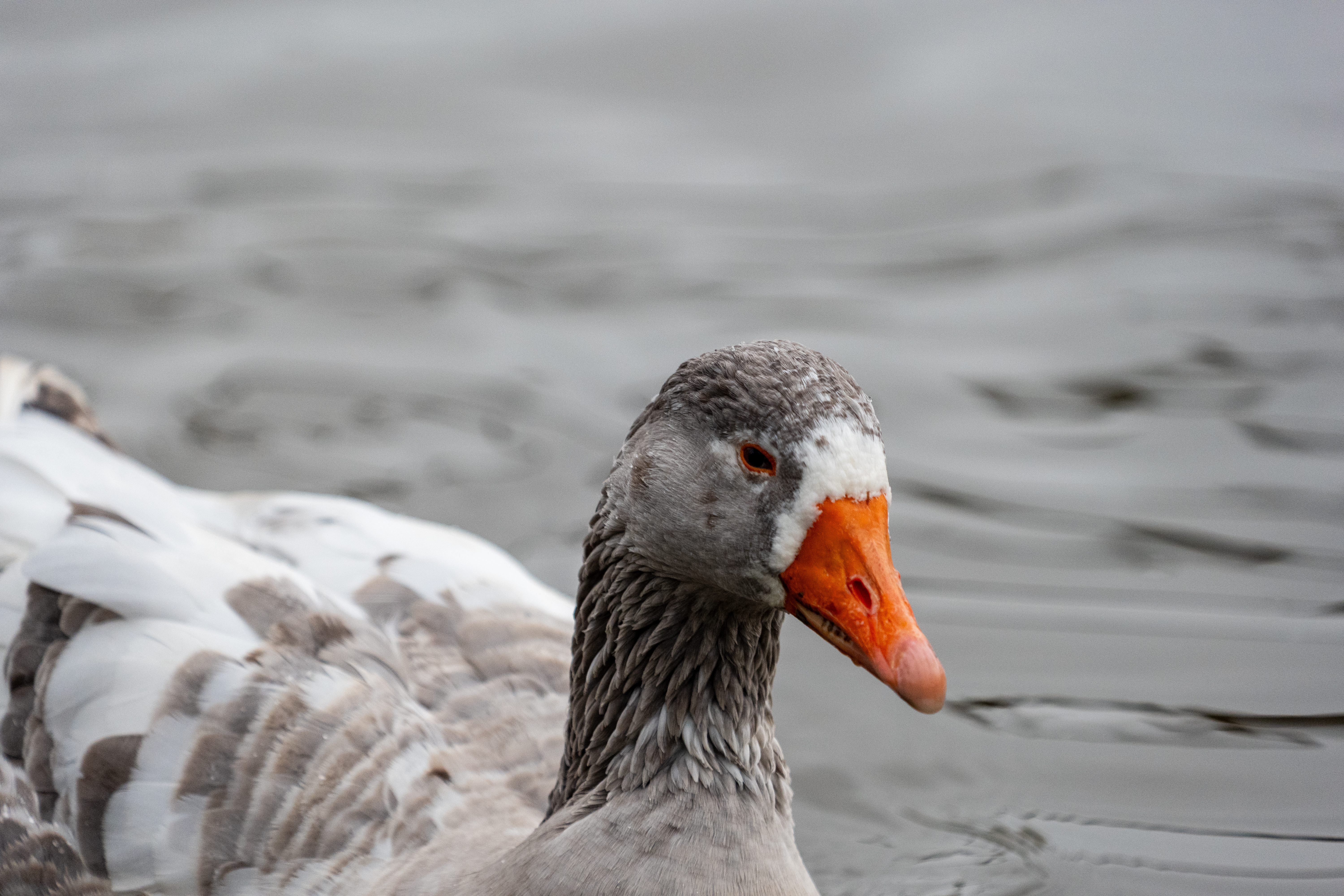 20251102 - Morning Birds - P1056185