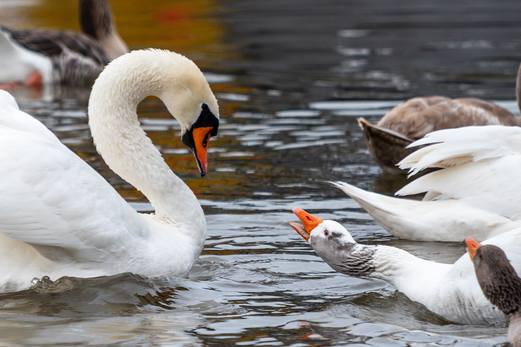 20251102 - Morning Birds - P1056096-2