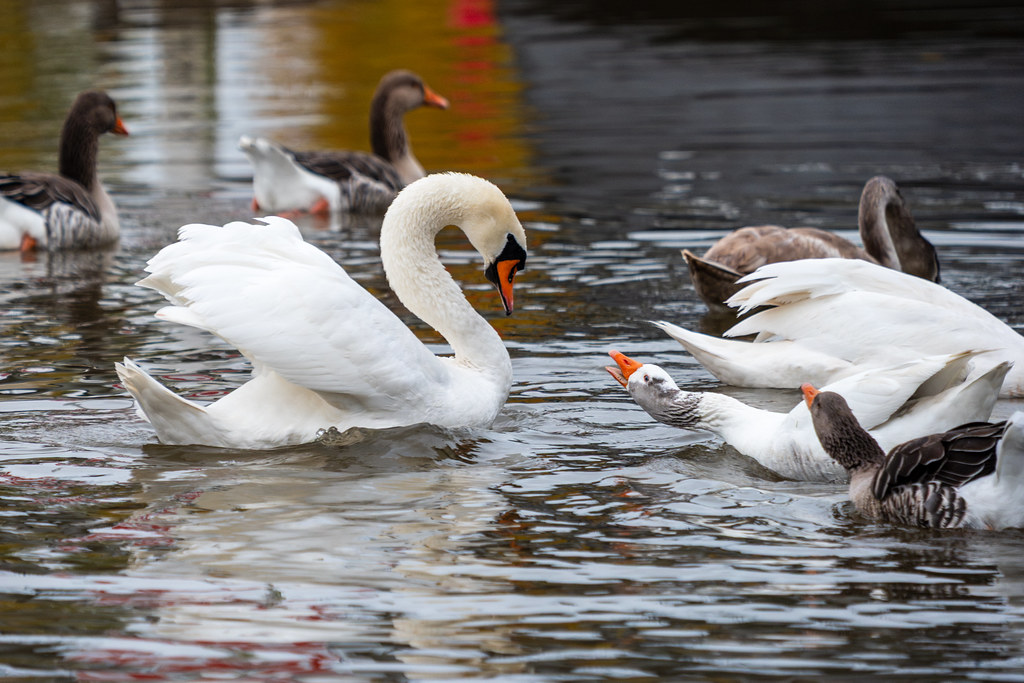 20251102 - Morning Birds - P1056096
