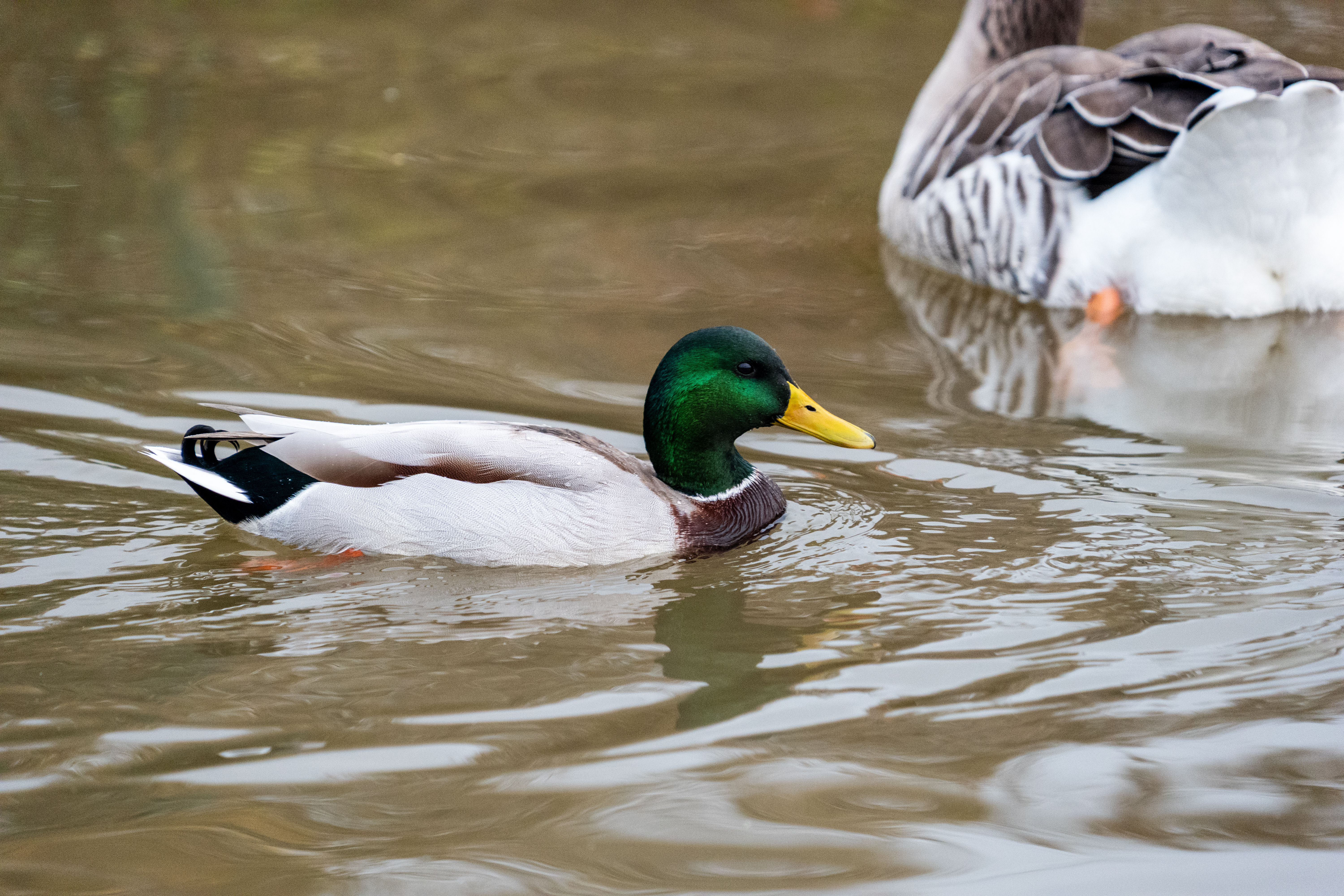 20251102 - Morning Birds - P1056264