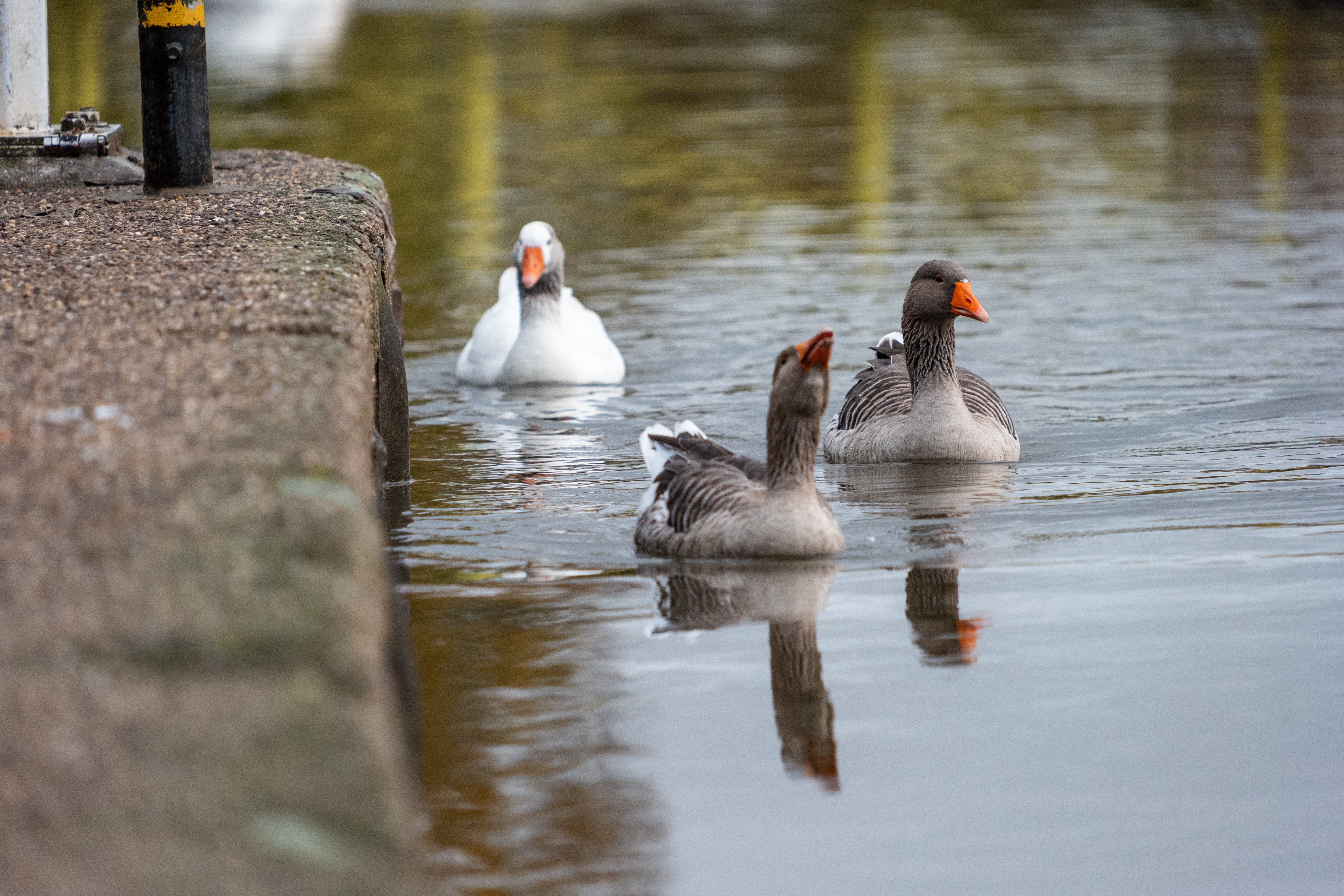 20251102 - Morning Birds - P1056245