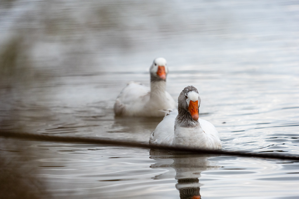 20251102 - Morning Birds - P1056161