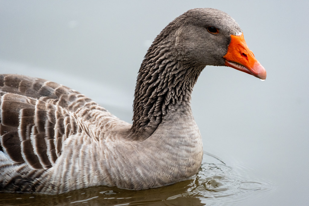 20251102 - Morning Birds - P1056129