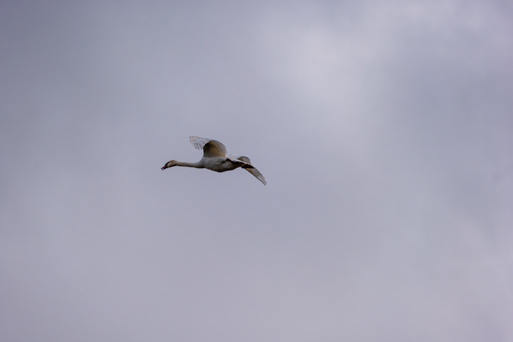 20251102 - Morning Birds - P1056293