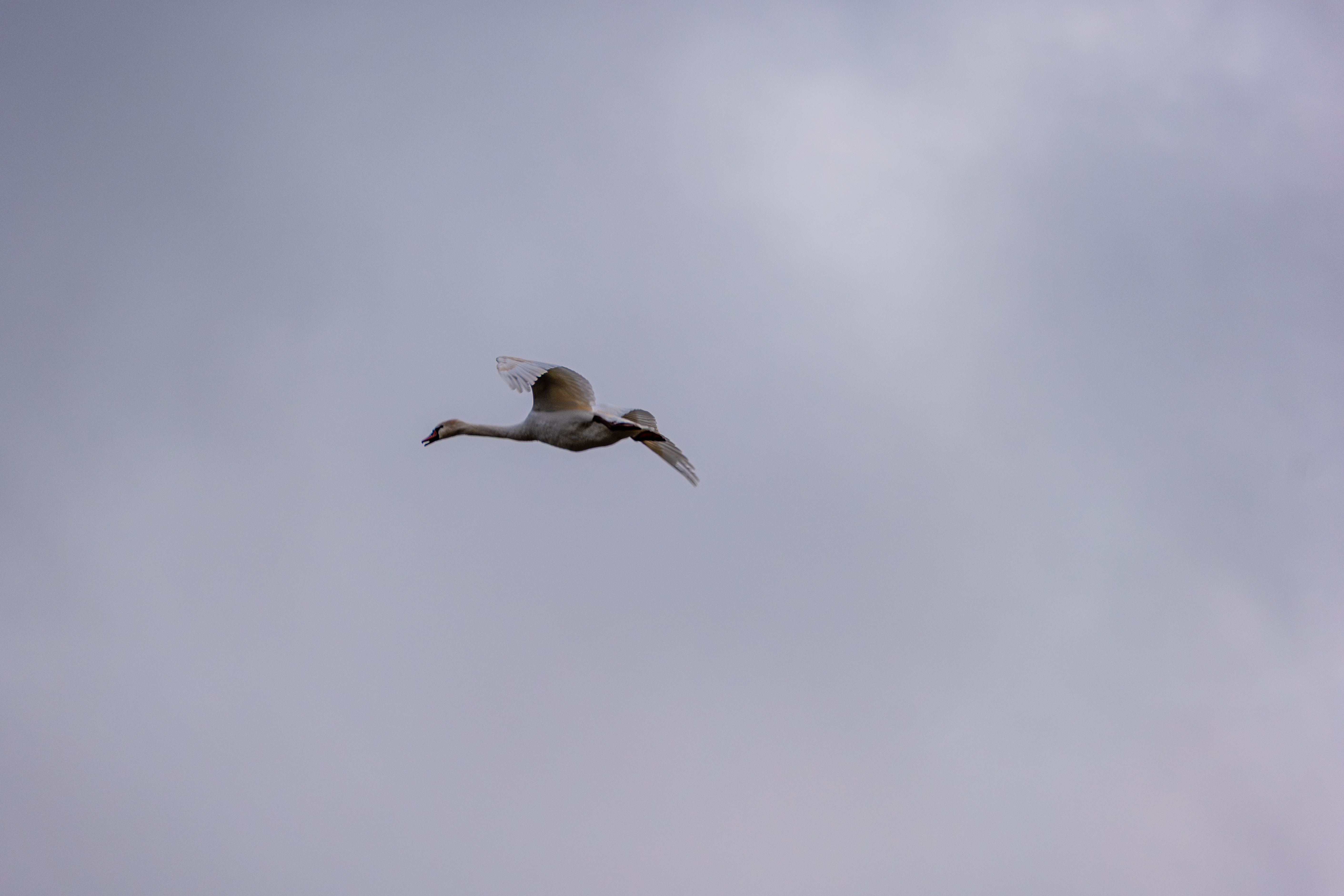 20251102 - Morning Birds - P1056293