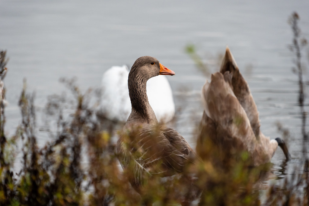 20251102 - Morning Birds - P1056302