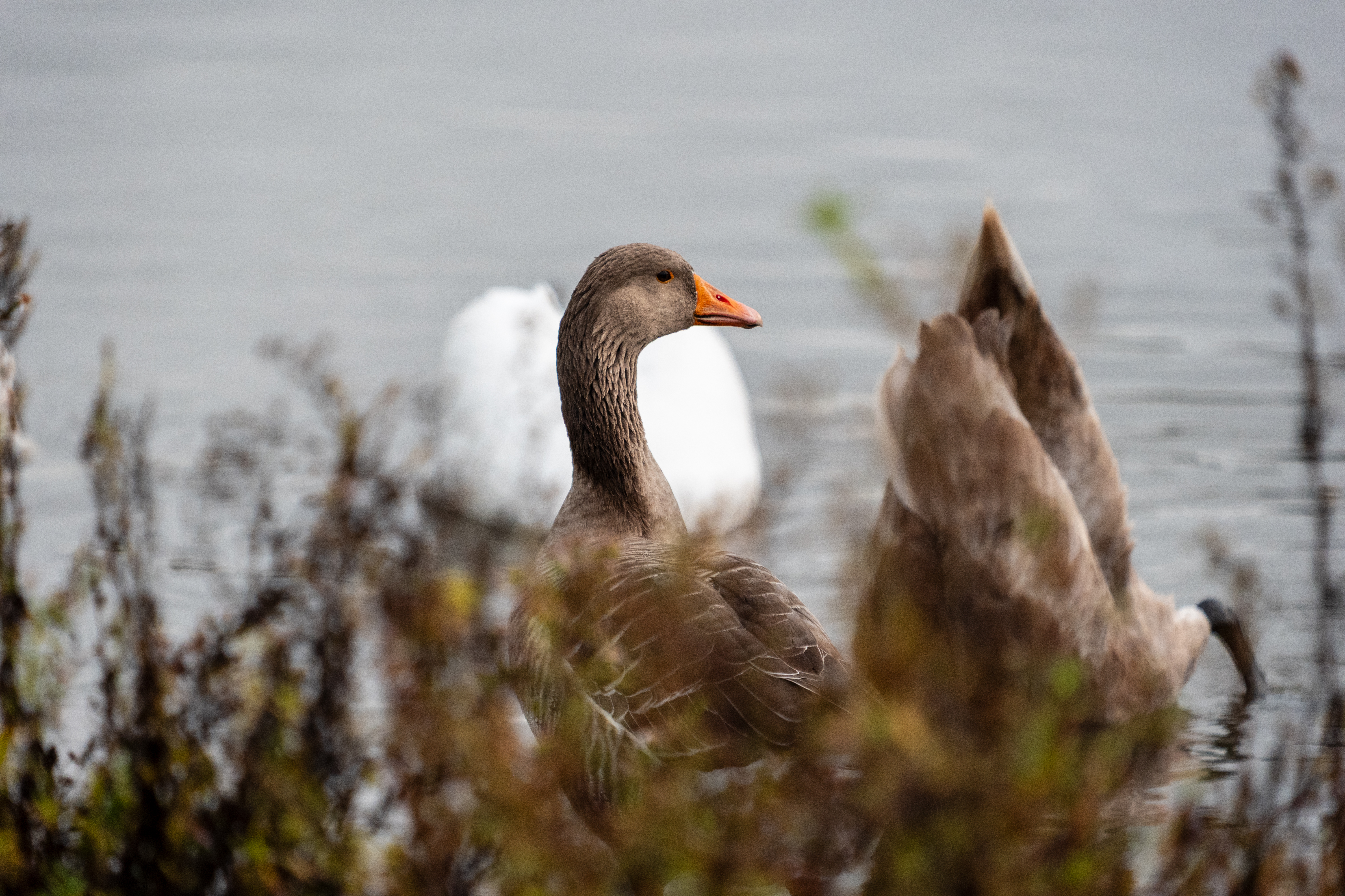 20251102 - Morning Birds - P1056302