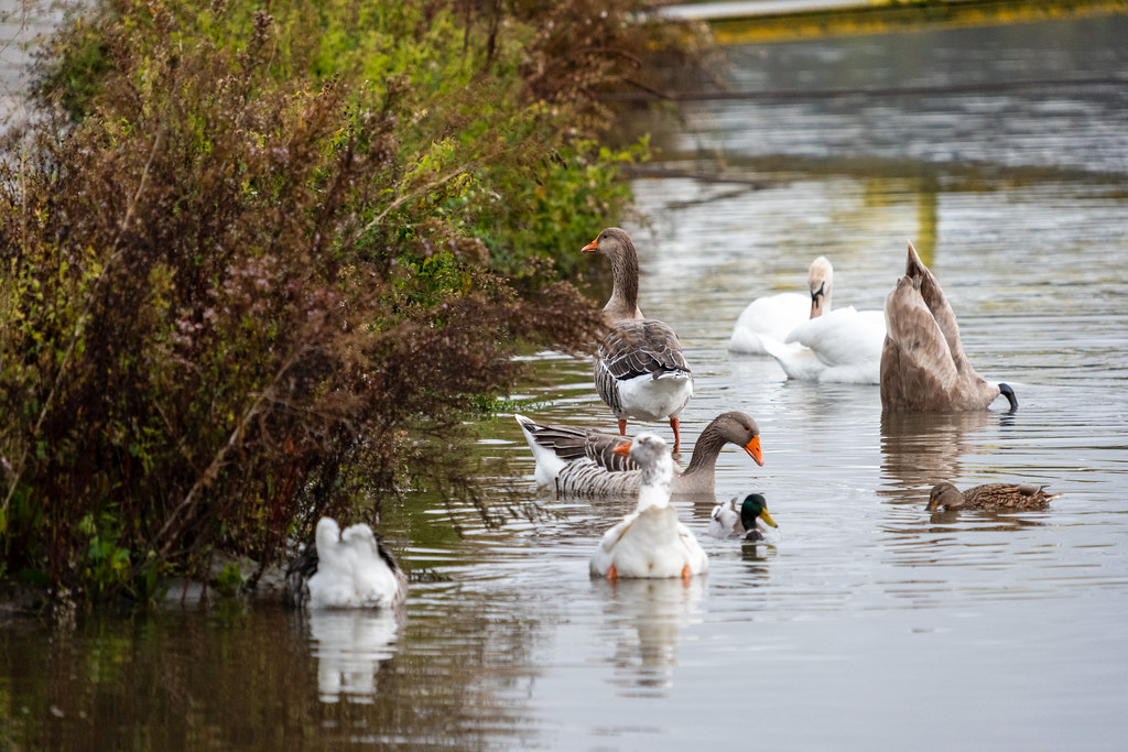 20251102 - Morning Birds - P1056286