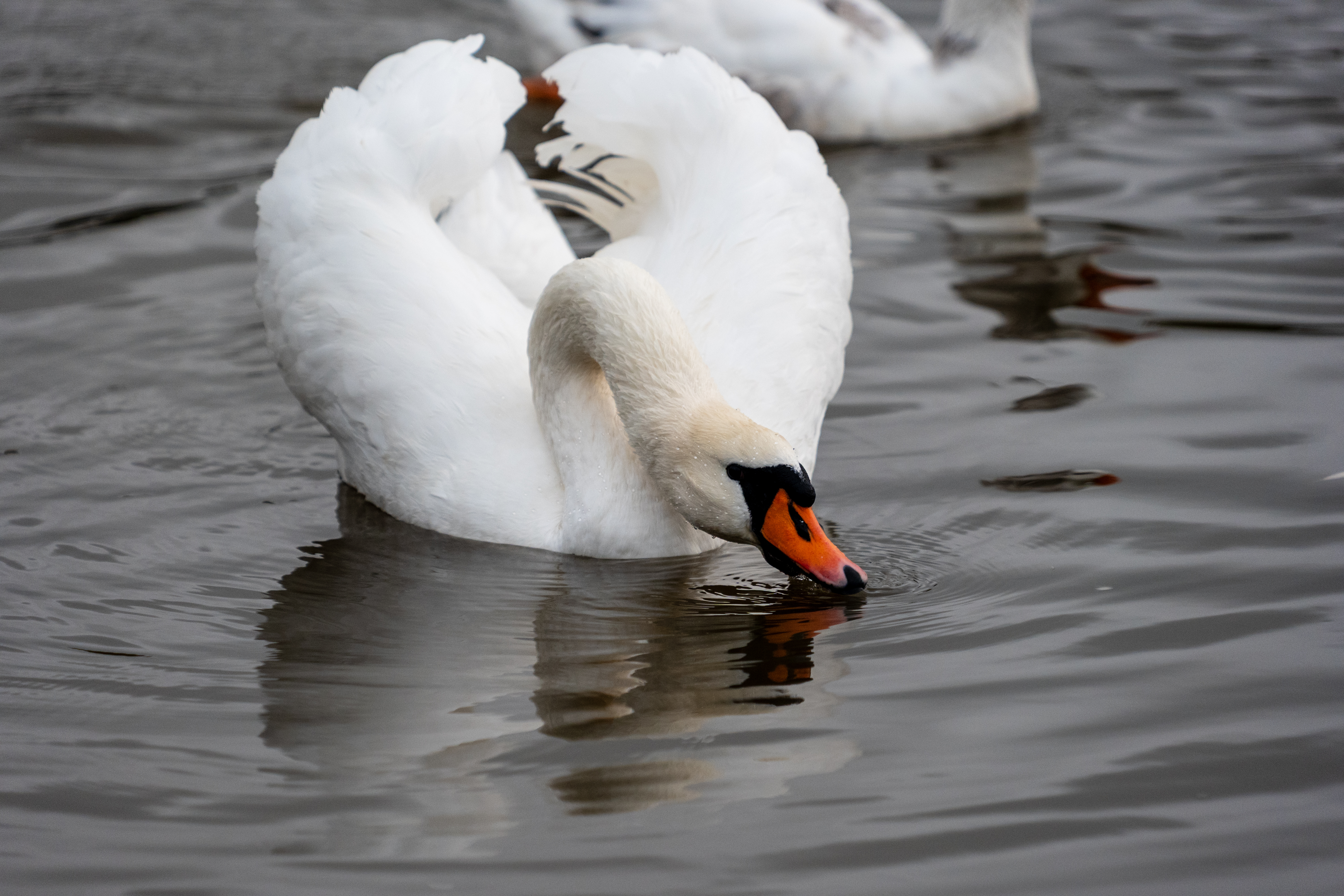 20251102 - Morning Birds - P1056208