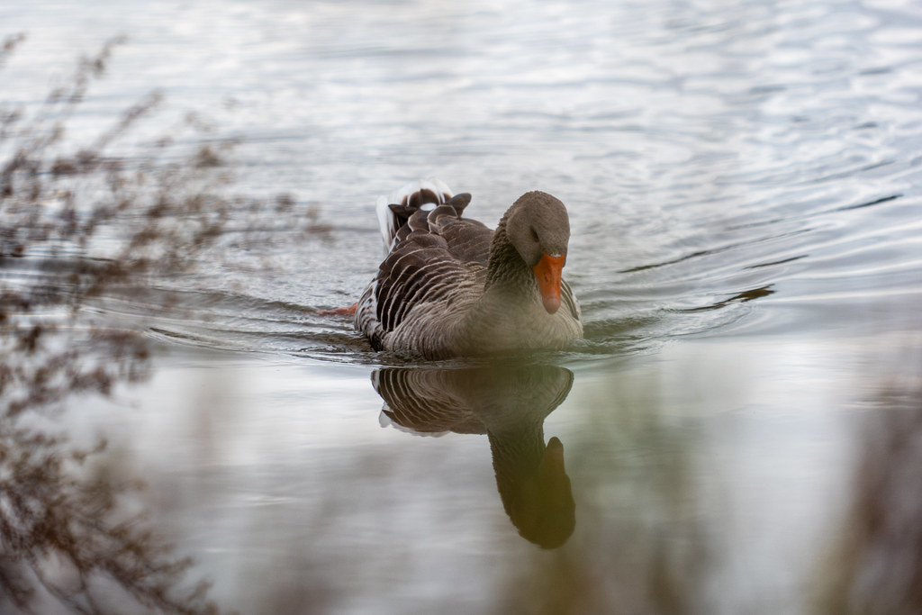 20251102 - Morning Birds - P1056119