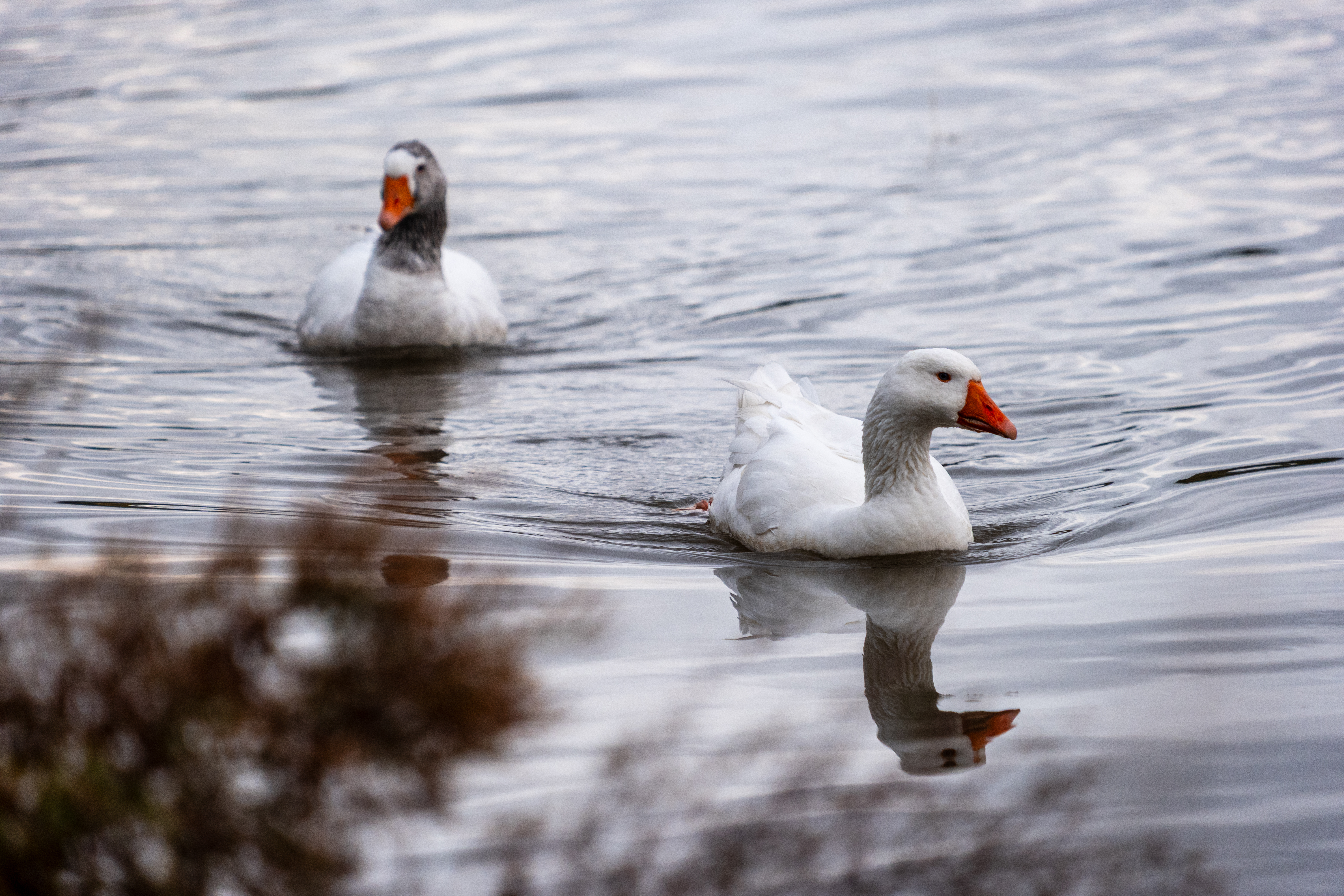 20251102 - Morning Birds - P1056126
