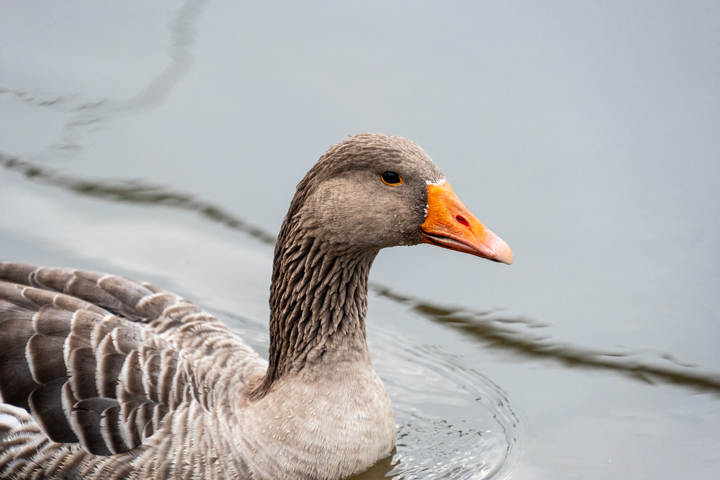 20251102 - Morning Birds - P1056064