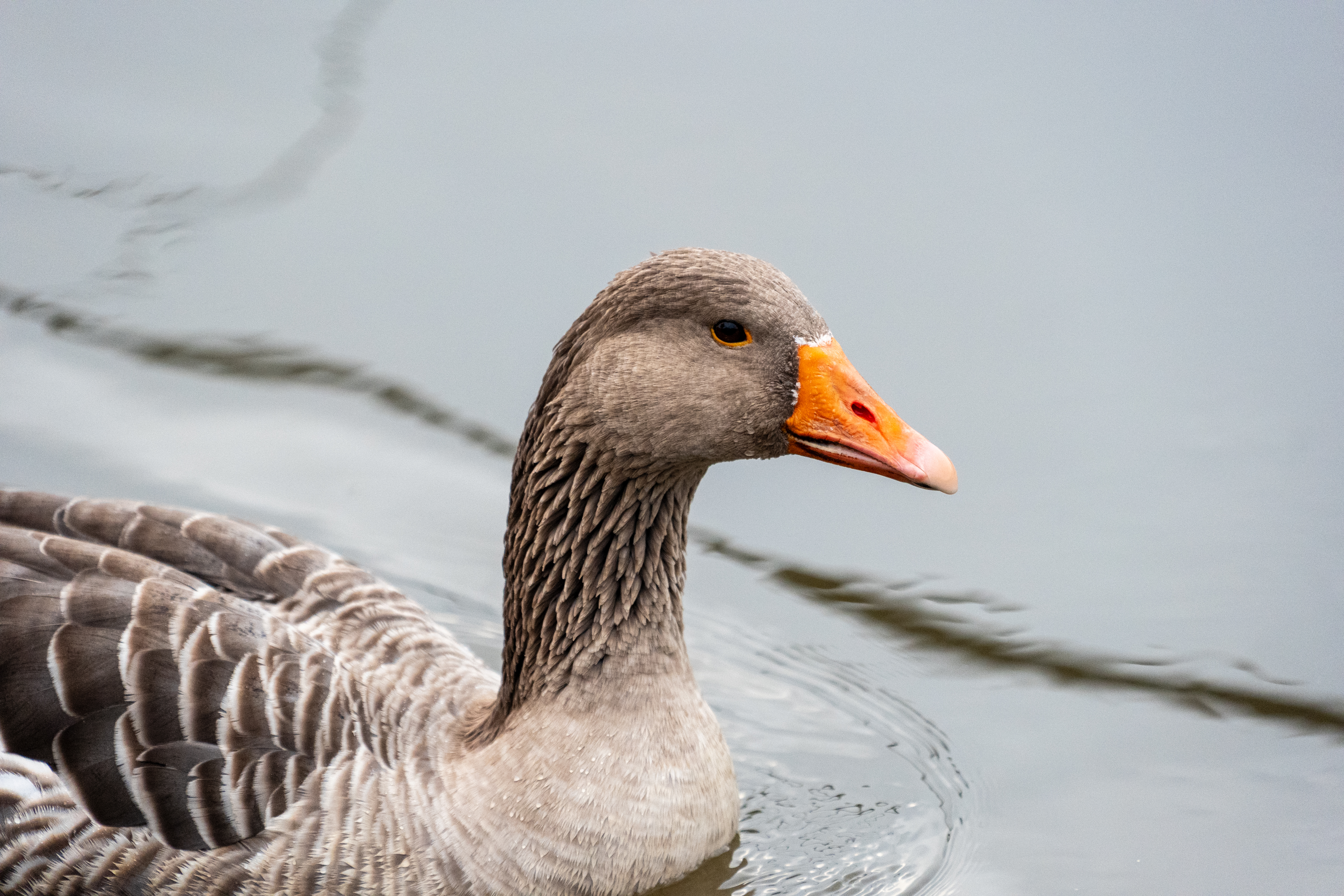20251102 - Morning Birds - P1056064