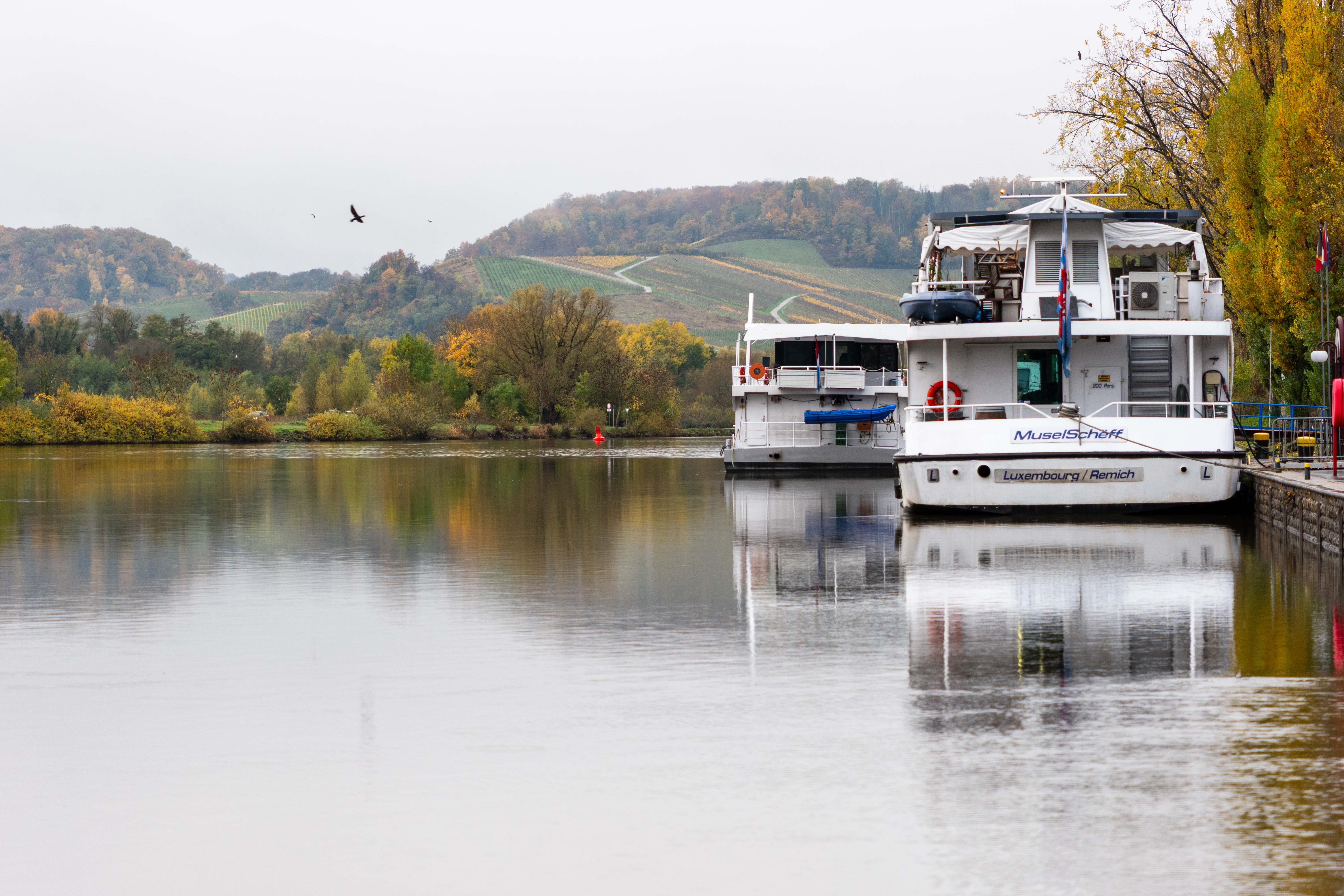 20251102 - Morning Birds - P1056272