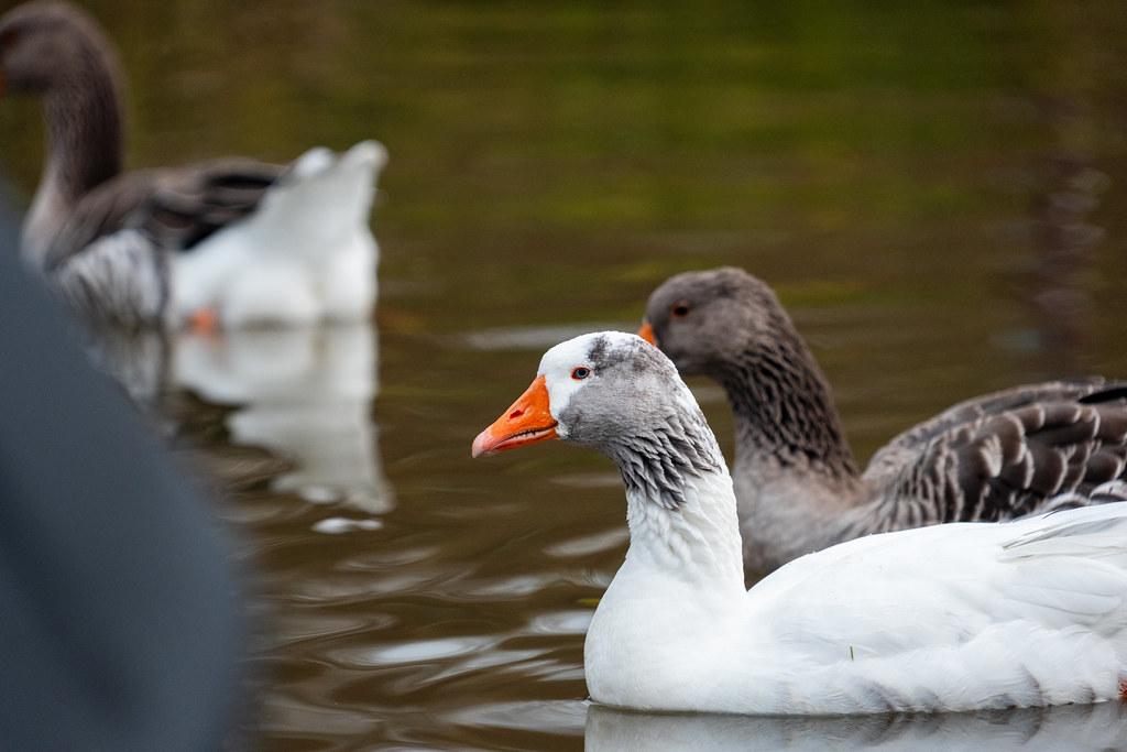 20251102 - Morning Birds - P1056262