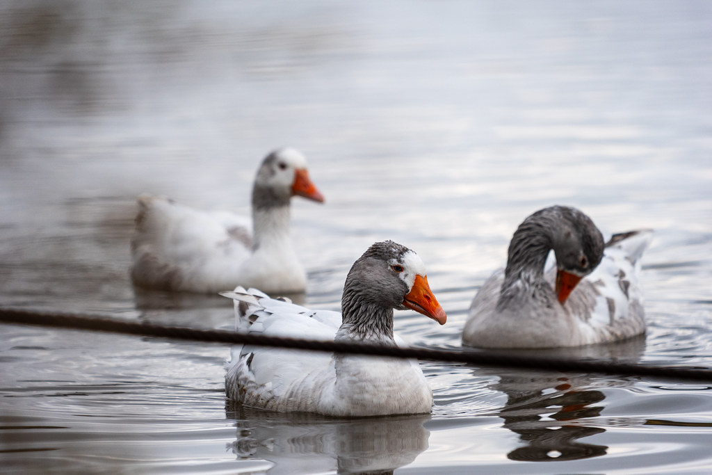 20251102 - Morning Birds - P1056164