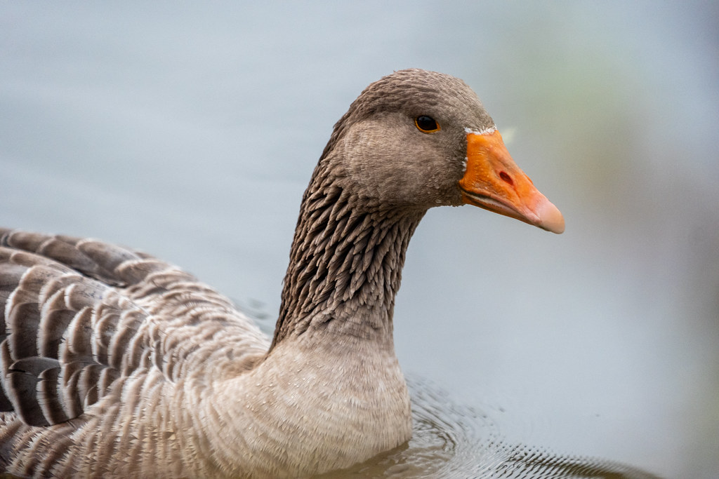 20251102 - Morning Birds - P1056066