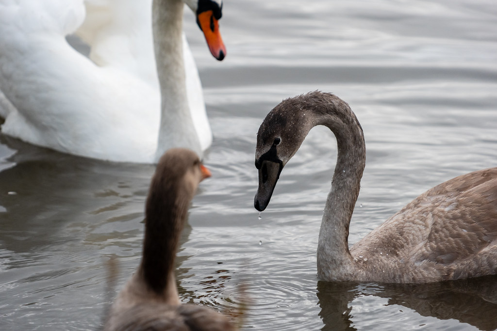 20251102 - Morning Birds - P1056319