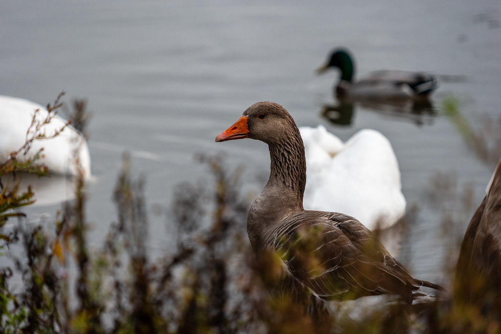 20251102 - Morning Birds - P1056308