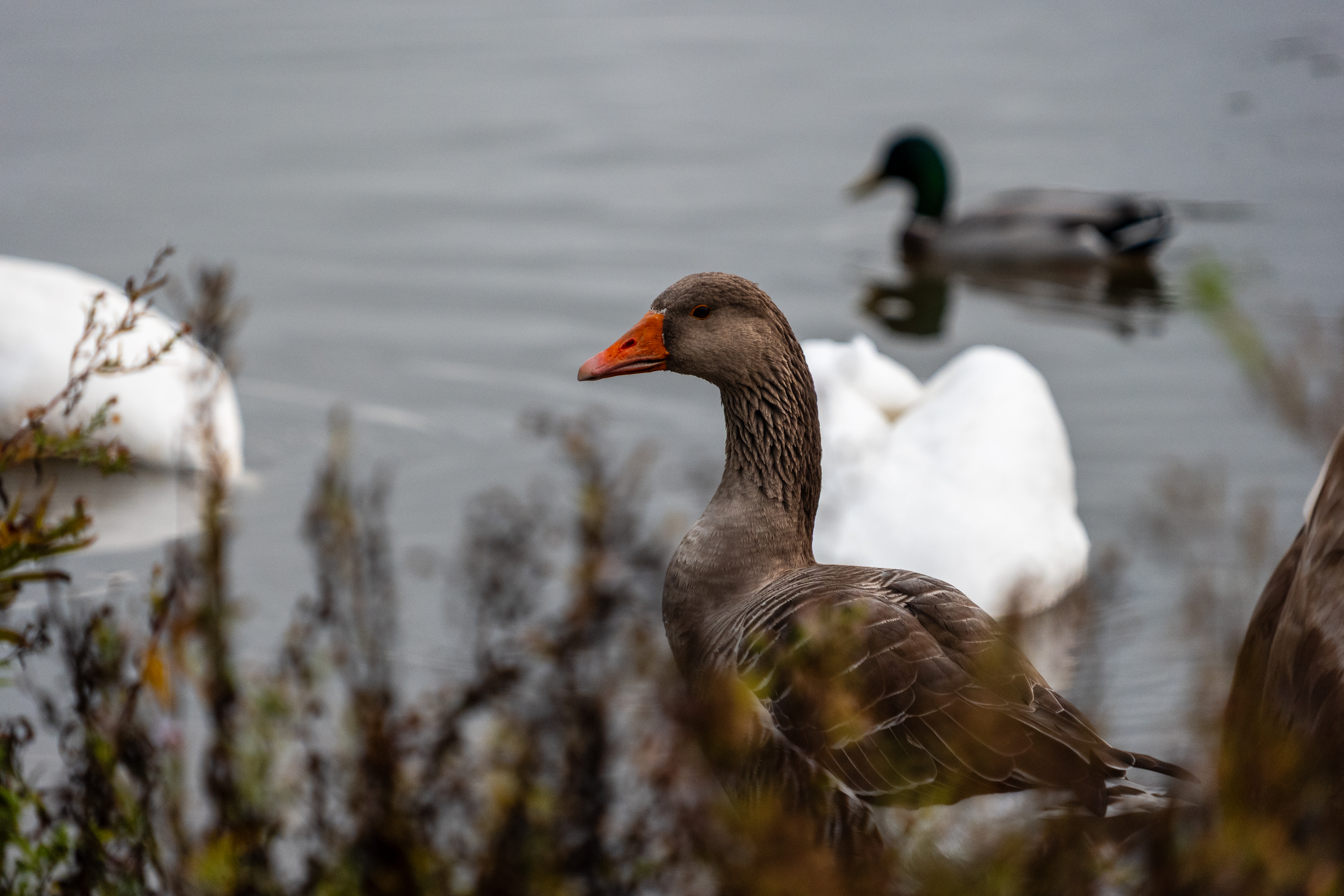 20251102 - Morning Birds - P1056308