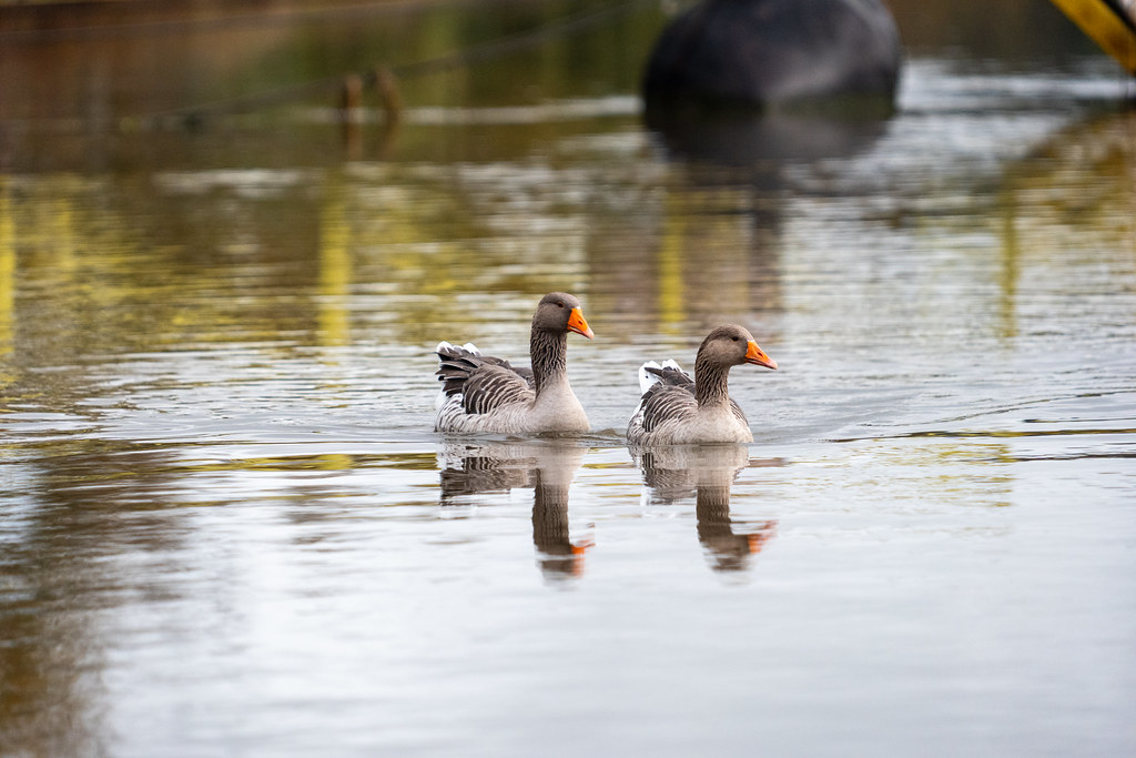 20251102 - Morning Birds - P1056228