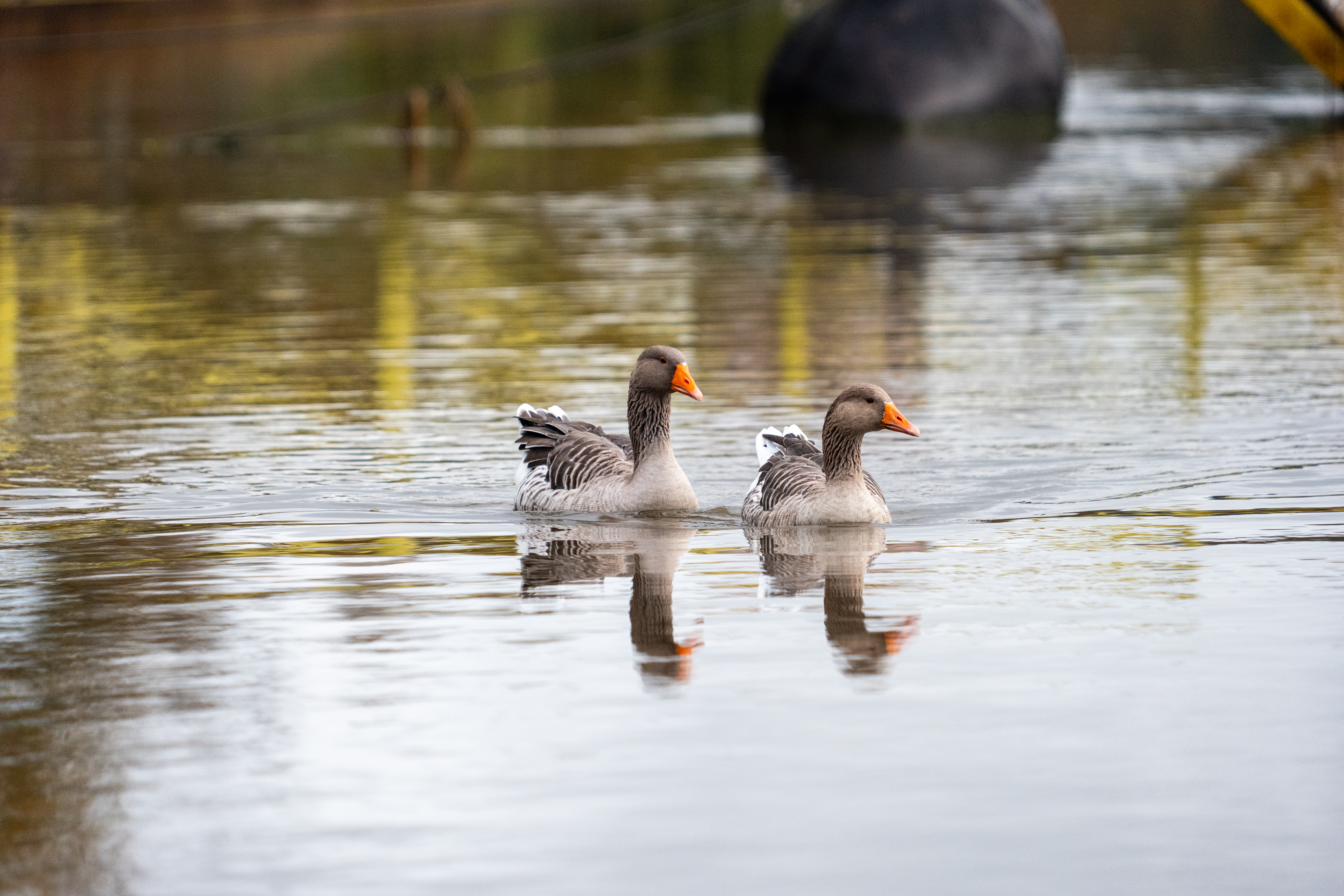 20251102 - Morning Birds - P1056228