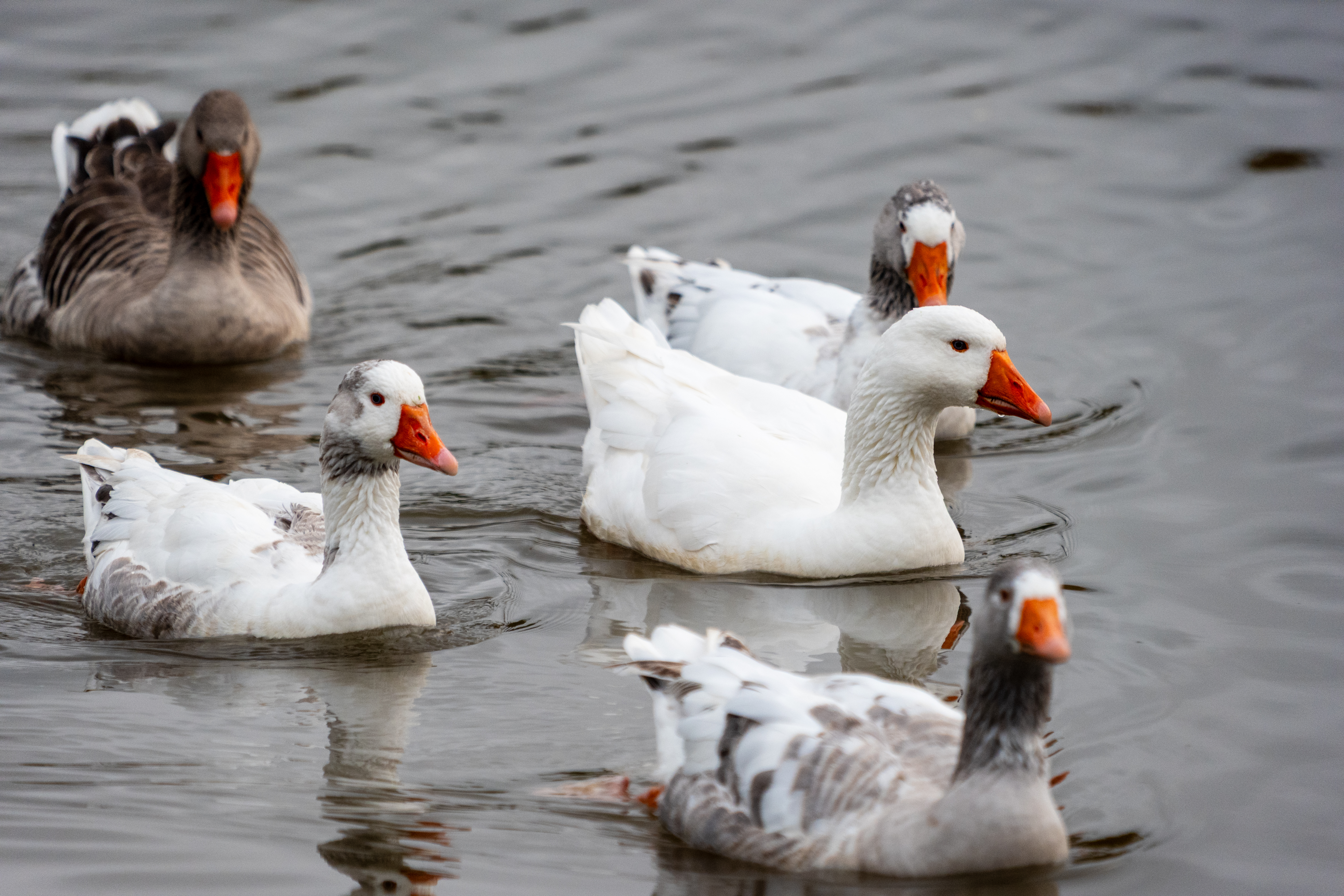 20251102 - Morning Birds - P1056221