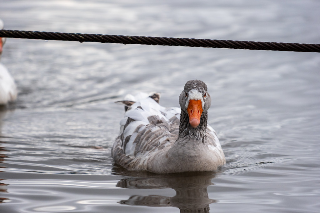 20251102 - Morning Birds - P1056176