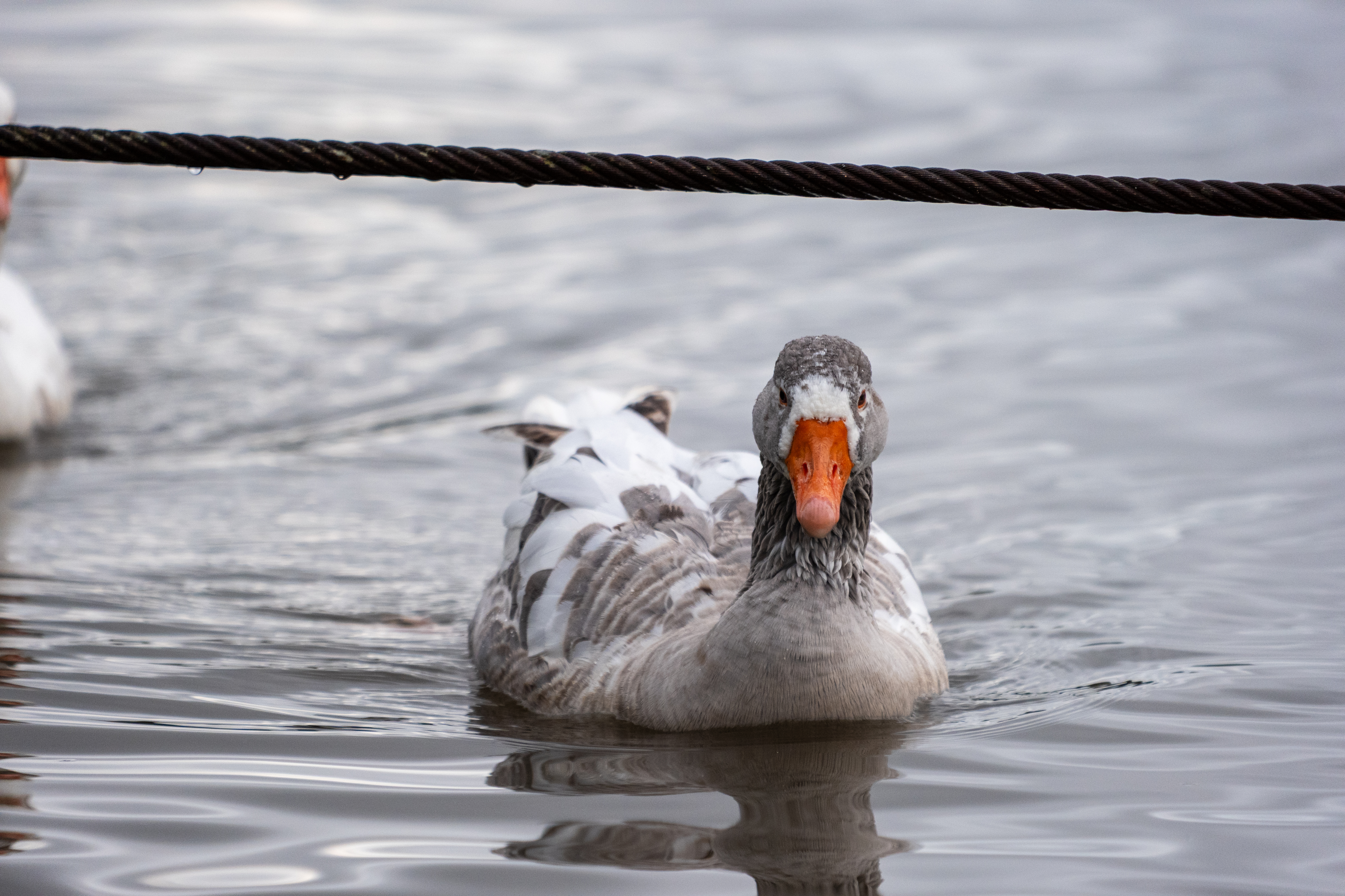20251102 - Morning Birds - P1056176