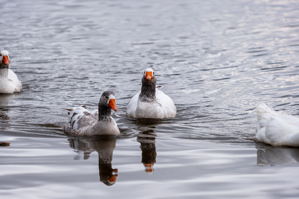 20251102 - Morning Birds - P1056150