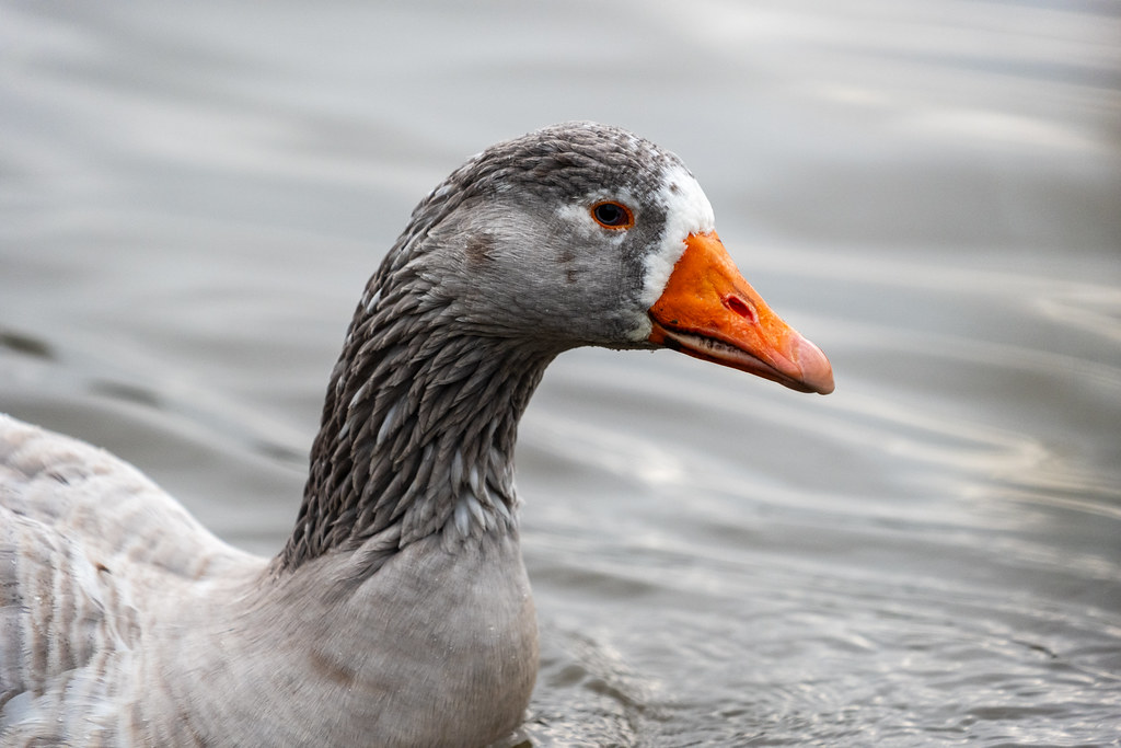 20251102 - Morning Birds - P1056149