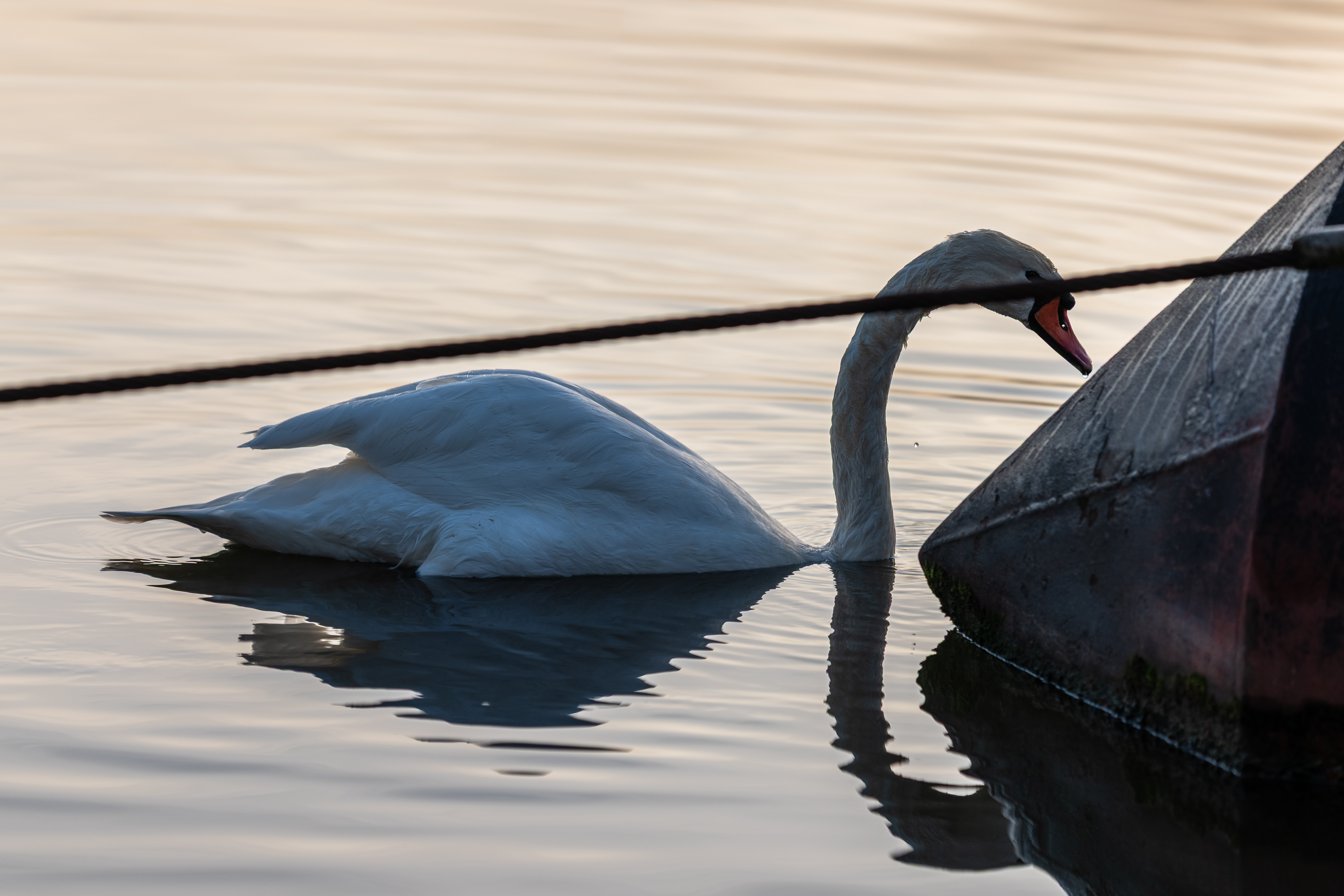 20251112 - Remich Foggy Sunrise - P1056819-HDR