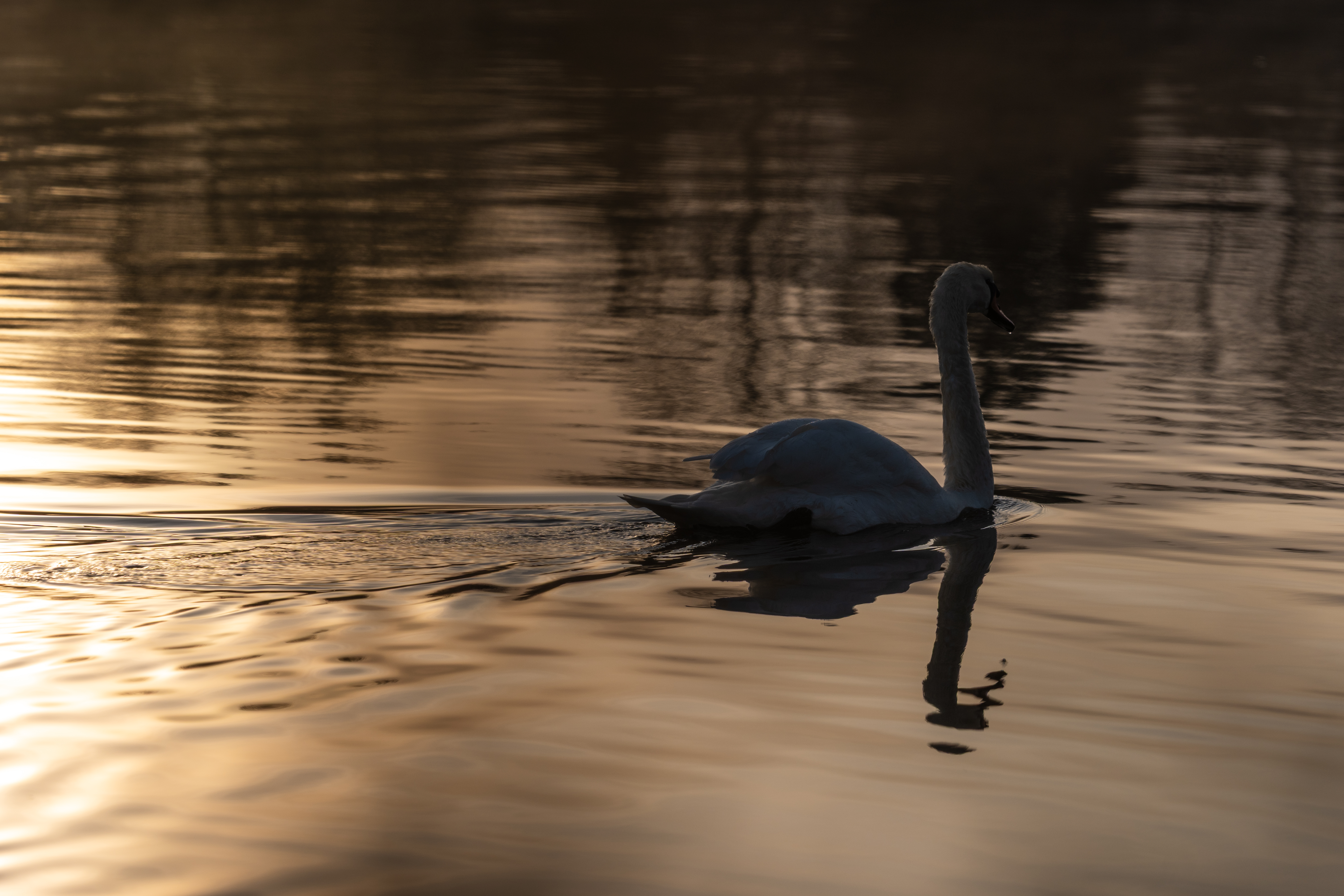 20251112 - Remich Foggy Sunrise - P1056845