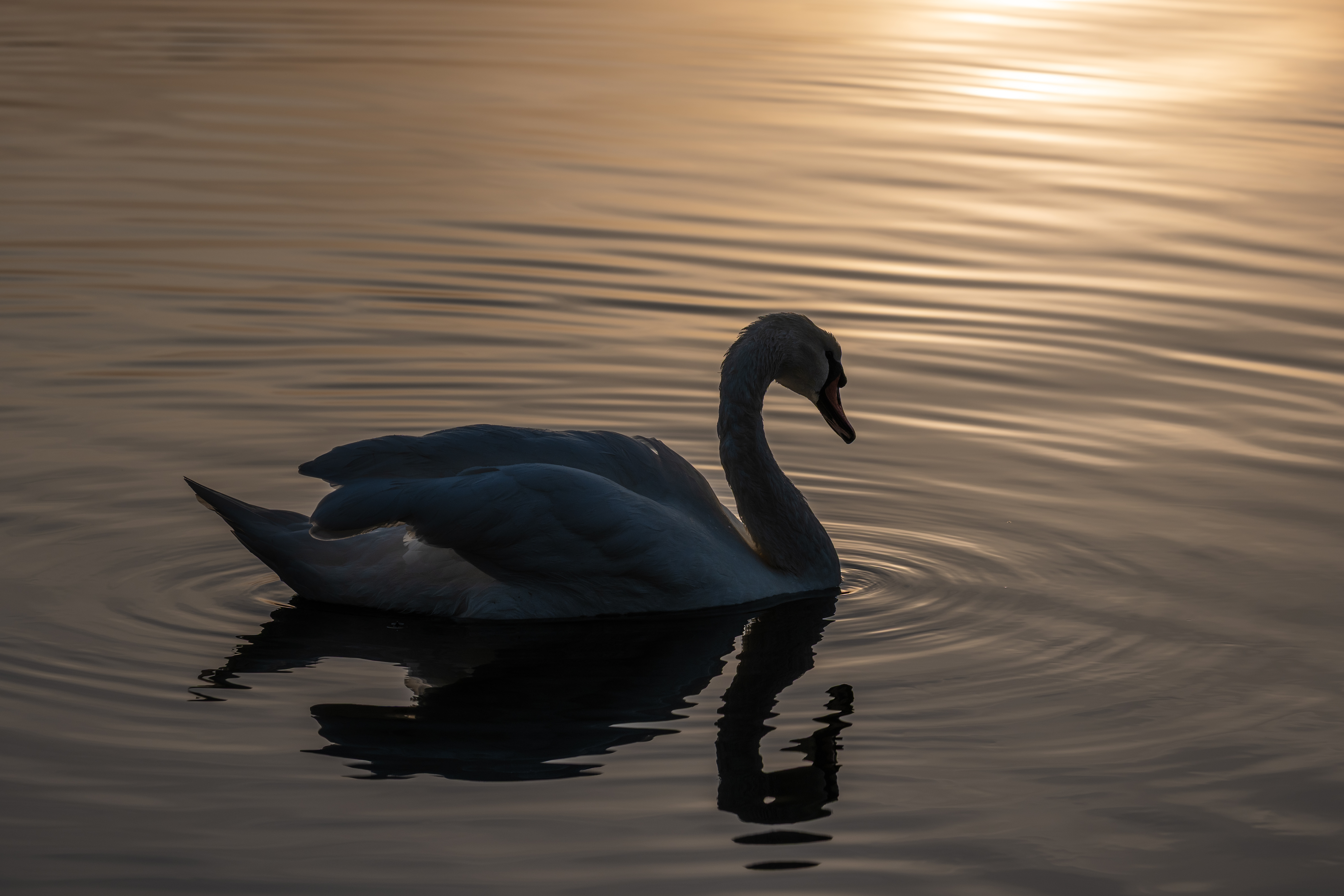 20251112 - Remich Foggy Sunrise - P1056836