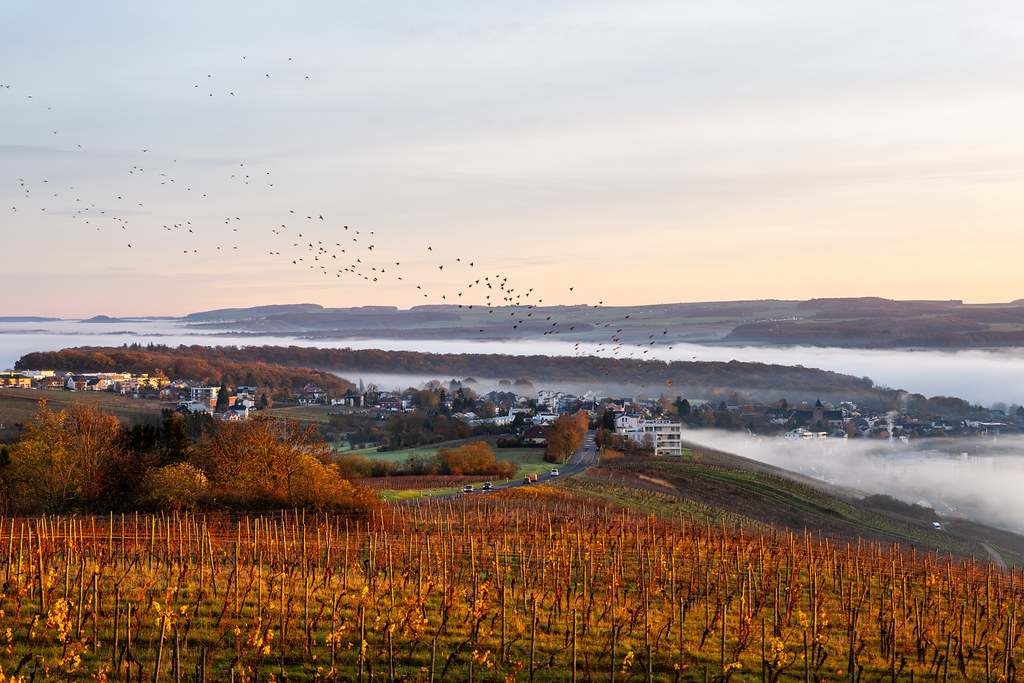 20251112 - Remich Foggy Sunrise - P1056612-HDR