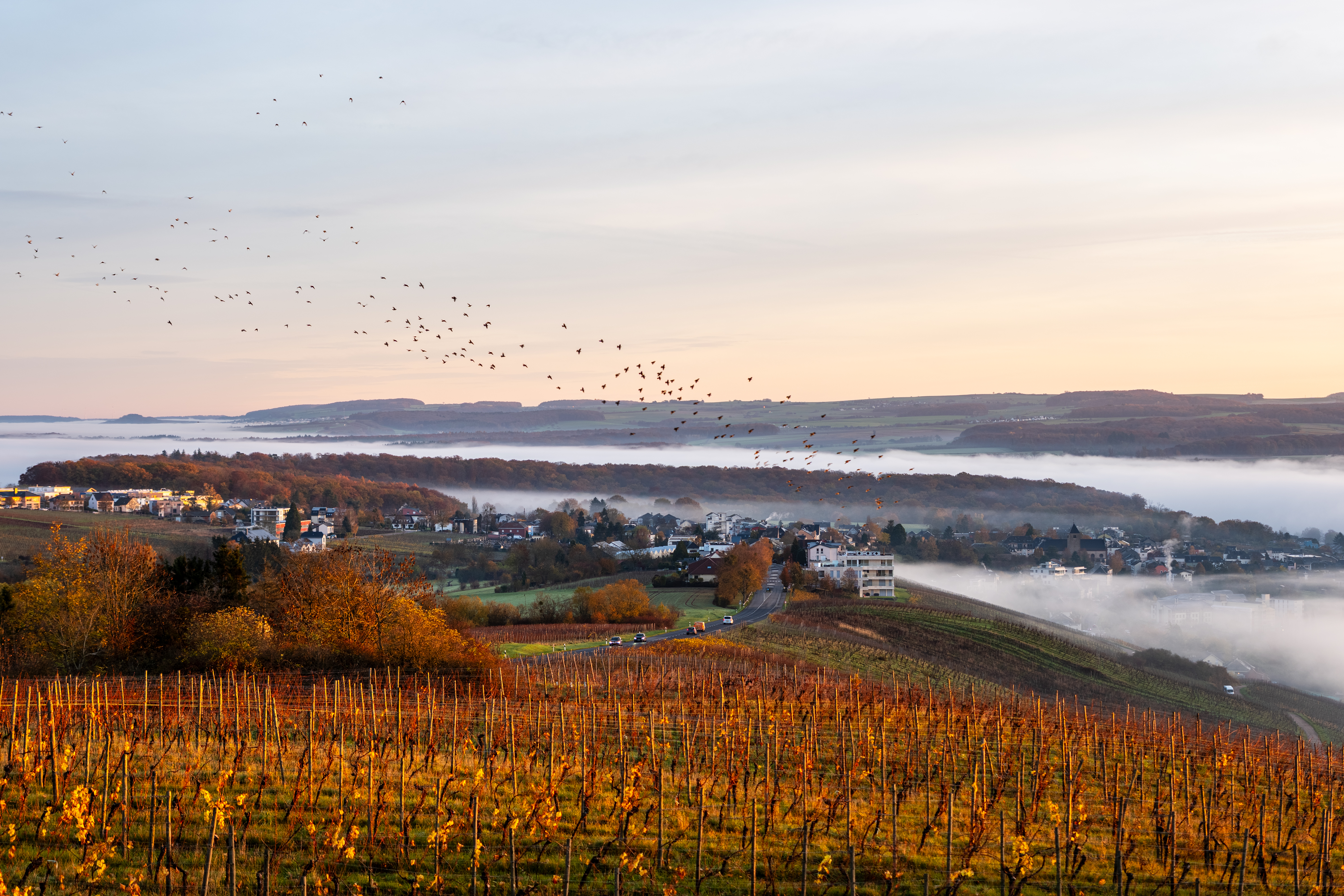 20251112 - Remich Foggy Sunrise - P1056612-HDR