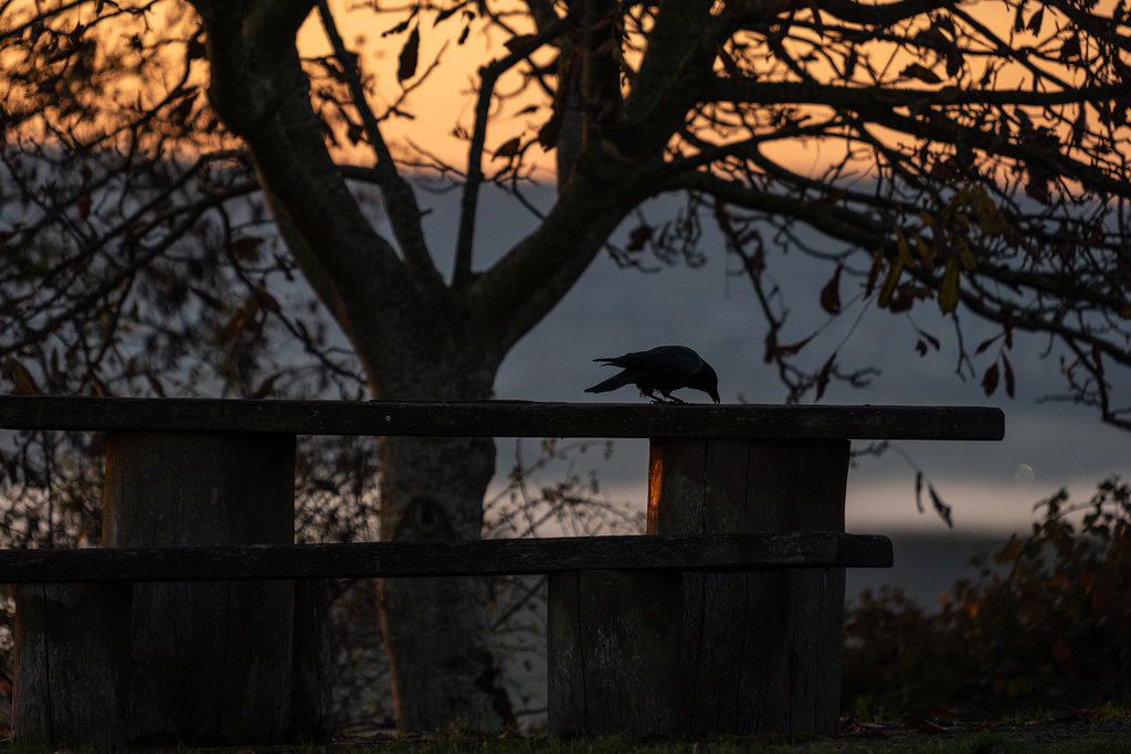 20251112 - Remich Foggy Sunrise - P1056554