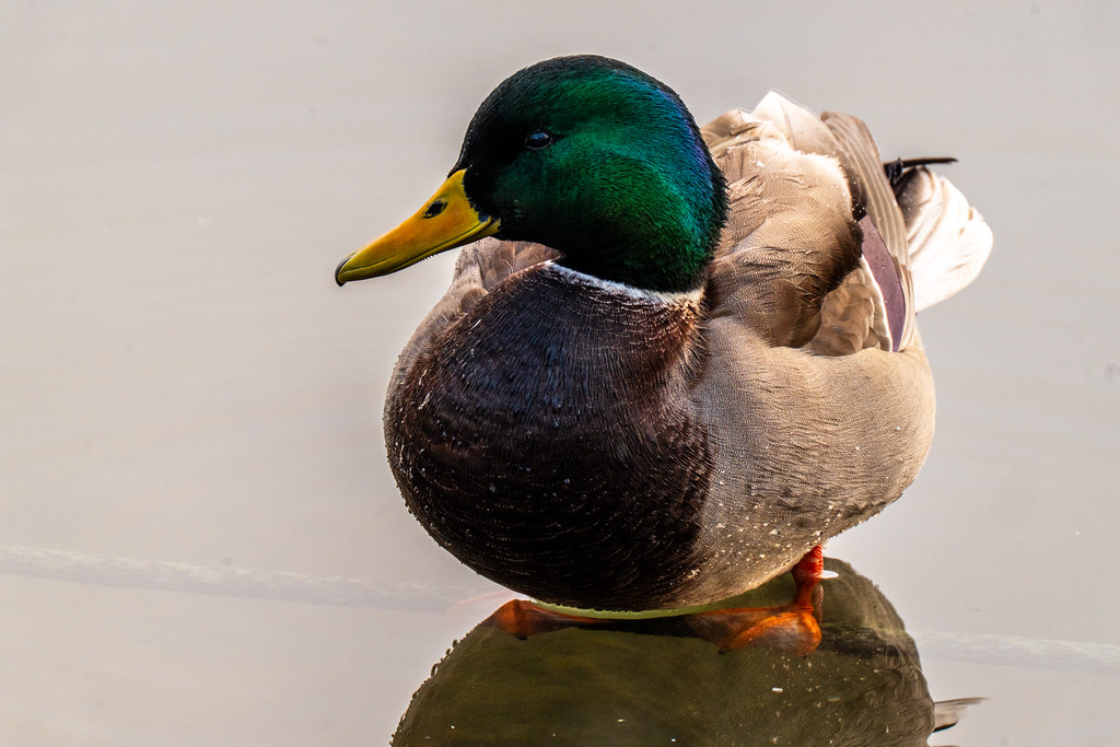 20251122 - Frosty Remich Morning - P1057432-HDR