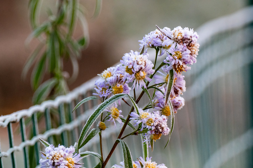 20251122 - Frosty Remich Morning - P1057375